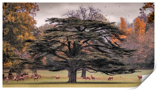 Deer Park Print by Mark Jones