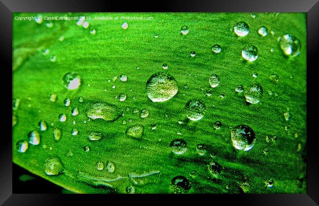Raindrops on a Leaf Framed Print by Cass Castagnoli