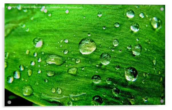 Raindrops on a Leaf Acrylic by Cass Castagnoli