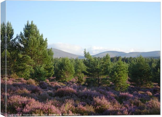 Abernethy Forest Canvas Print by Thelma Blewitt