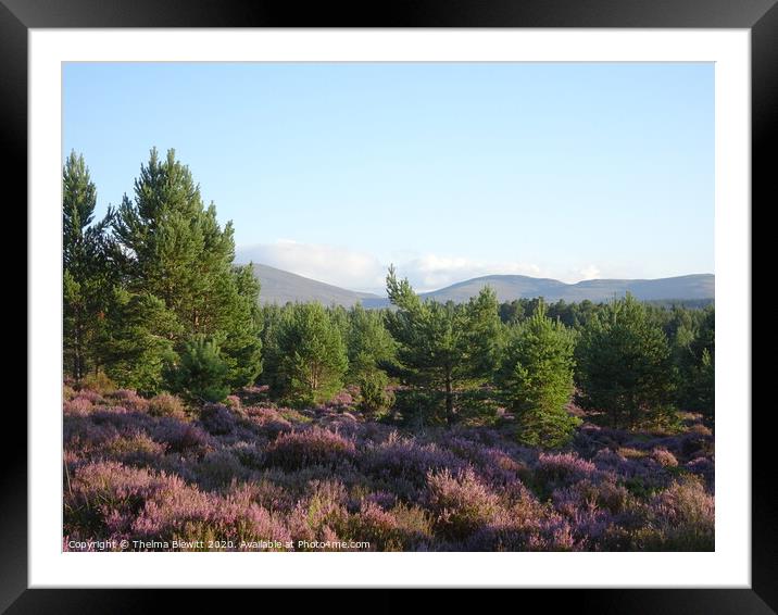 Abernethy Forest Framed Mounted Print by Thelma Blewitt