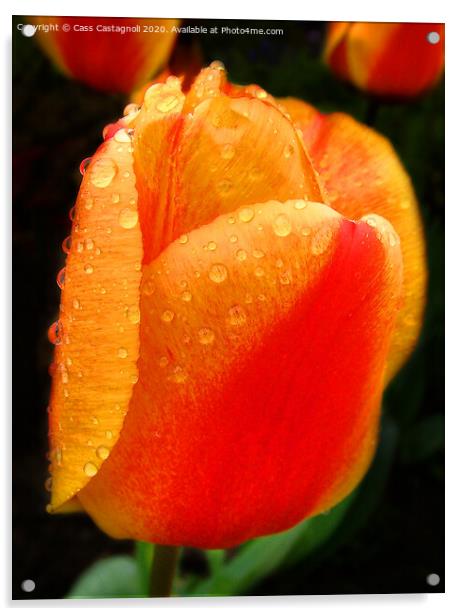 Giant Dutch Tulip Acrylic by Cass Castagnoli