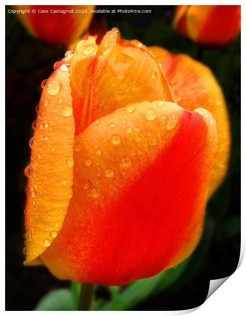 Giant Dutch Tulip Print by Cass Castagnoli