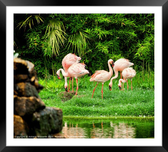 Beautiful pink flamingos Framed Mounted Print by Antonio Gravante