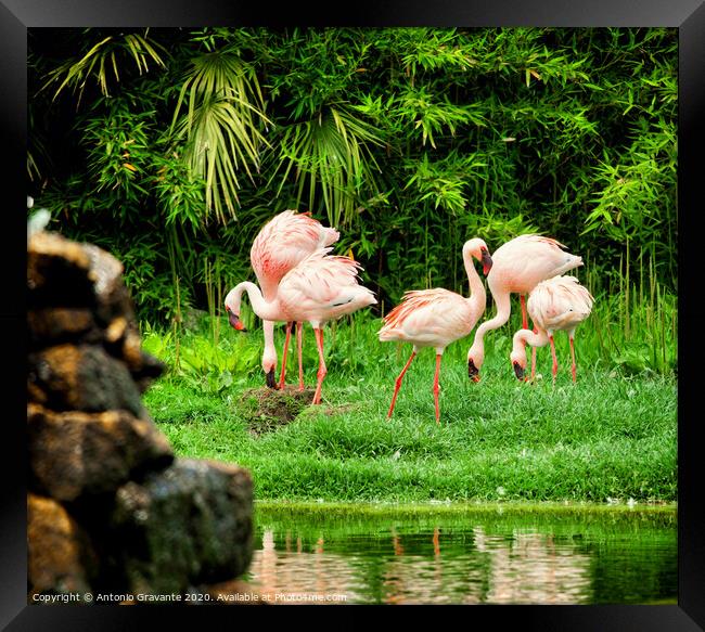 Beautiful pink flamingos Framed Print by Antonio Gravante