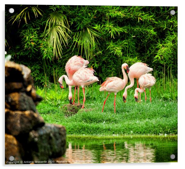 Beautiful pink flamingos Acrylic by Antonio Gravante