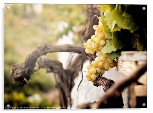 Bunch of white grapes in the vineyard  Acrylic by Antonio Gravante