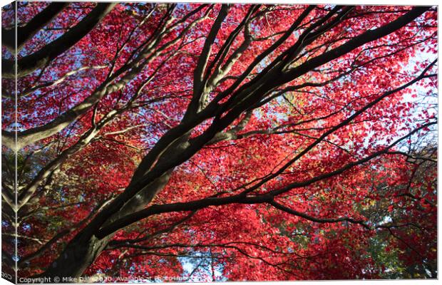 Autumn red leaves on Acer tree Canvas Print by Mike Dale