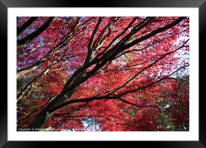 Autumn red leaves on Acer tree Framed Mounted Print by Mike Dale