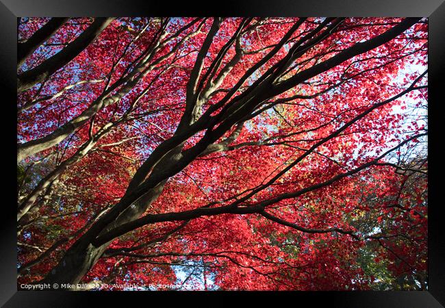 Autumn red leaves on Acer tree Framed Print by Mike Dale