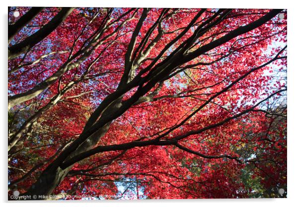 Autumn red leaves on Acer tree Acrylic by Mike Dale