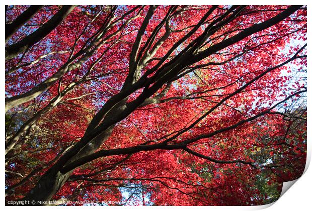 Autumn red leaves on Acer tree Print by Mike Dale