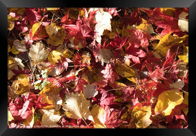 Close up autumn leaves Framed Print by Mike Dale
