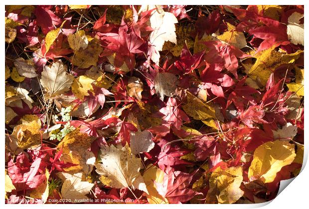 Close up autumn leaves Print by Mike Dale