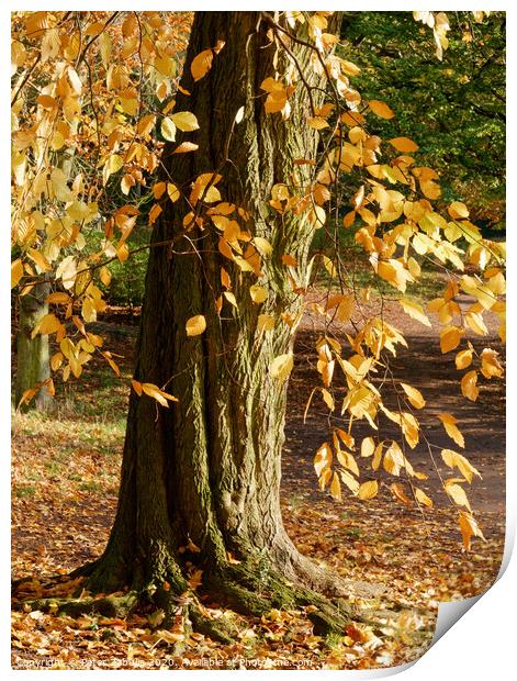 Autumn Leaves Print by Peter Zabulis