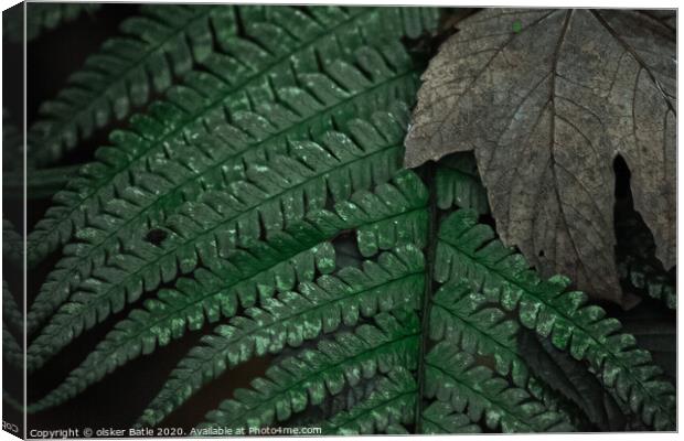 close up of a leaf Canvas Print by olsker Batle