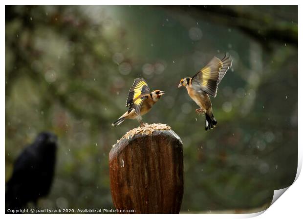 Sesame seed war, with audience Print by Paul Tyzack