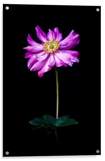'Anenome' Single flower with stalk against a black Acrylic by Peter Bolton