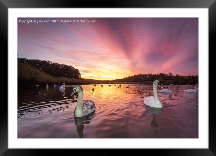 Swan sunrise Framed Mounted Print by gary ward