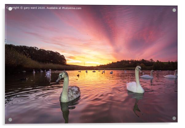 Swan sunrise Acrylic by gary ward