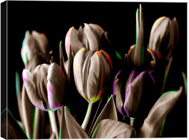 Vibrant Blooms Canvas Print by Beryl Curran