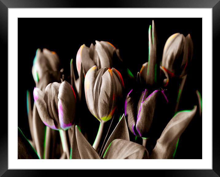 Vibrant Blooms Framed Mounted Print by Beryl Curran