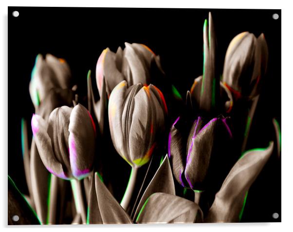 Vibrant Blooms Acrylic by Beryl Curran