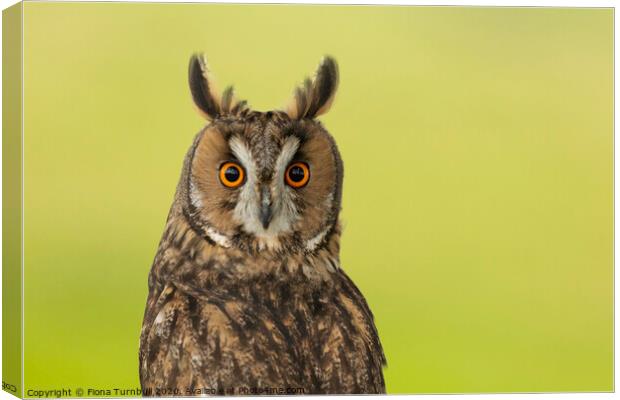 Looking permanently surprised! Canvas Print by Fiona Turnbull