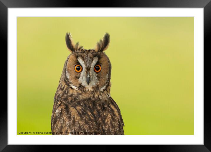 Looking permanently surprised! Framed Mounted Print by Fiona Turnbull