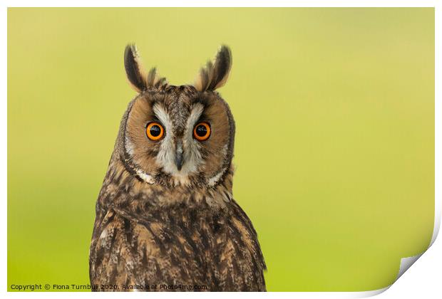 Looking permanently surprised! Print by Fiona Turnbull
