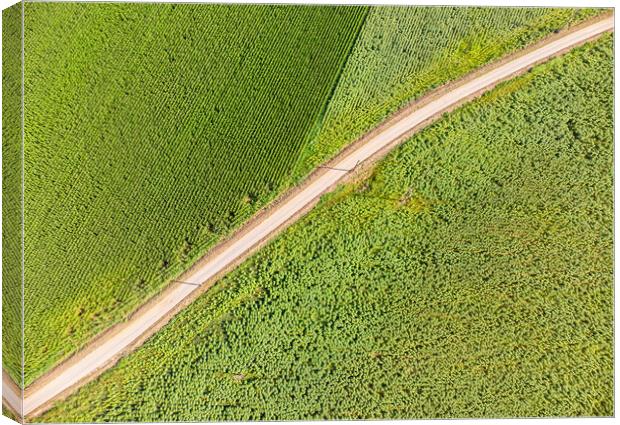 Drone picture from a maize field Canvas Print by Arpad Radoczy