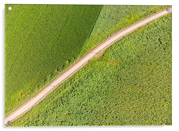 Drone picture from a maize field Acrylic by Arpad Radoczy