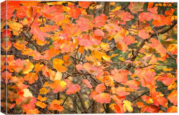 Autumn color leaves Canvas Print by Arpad Radoczy