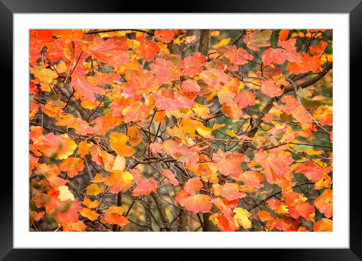 Autumn color leaves Framed Mounted Print by Arpad Radoczy