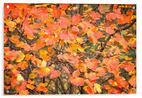 Autumn color leaves Acrylic by Arpad Radoczy