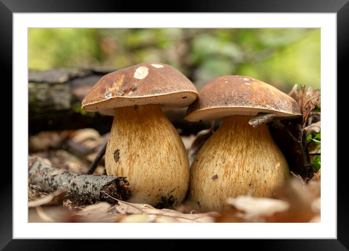 Porcini fungi on the litter (Boletus edulis) Framed Mounted Print by Arpad Radoczy