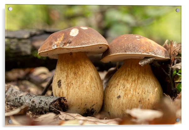 Porcini fungi on the litter (Boletus edulis) Acrylic by Arpad Radoczy