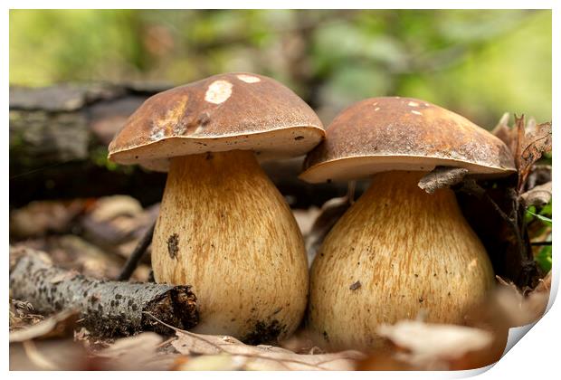 Porcini fungi on the litter (Boletus edulis) Print by Arpad Radoczy