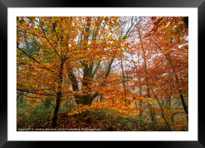 Fall Foliage Framed Mounted Print by Gordon Maclaren