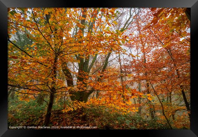 Fall Foliage Framed Print by Gordon Maclaren