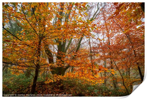Fall Foliage Print by Gordon Maclaren