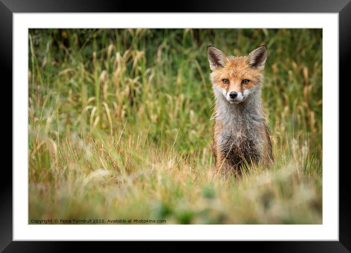 Damp Mr Fox! Framed Mounted Print by Fiona Turnbull