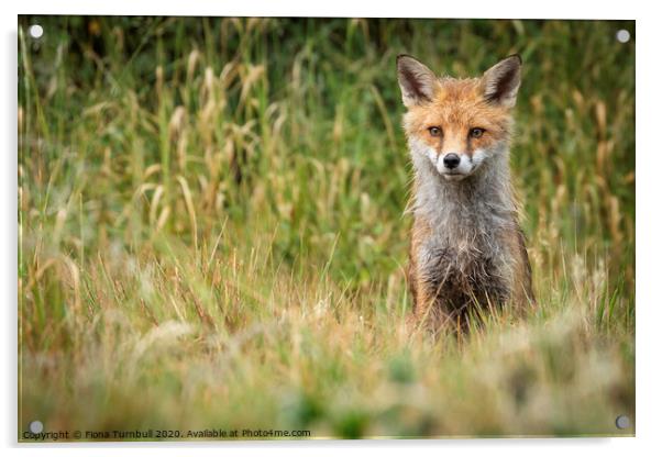 Damp Mr Fox! Acrylic by Fiona Turnbull