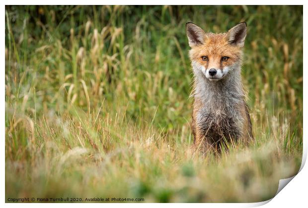 Damp Mr Fox! Print by Fiona Turnbull