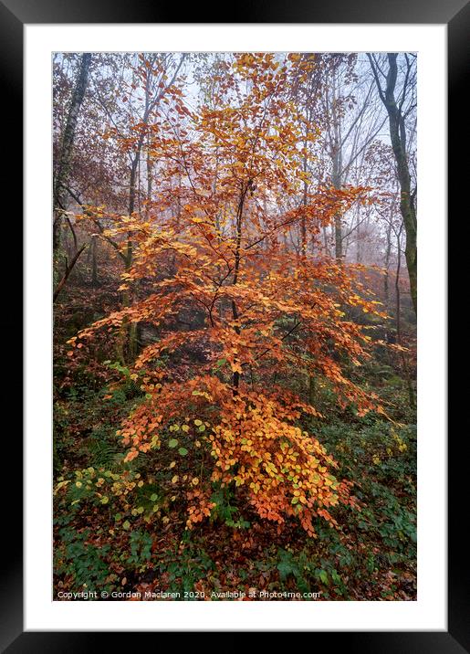 Autumn Tree Framed Mounted Print by Gordon Maclaren