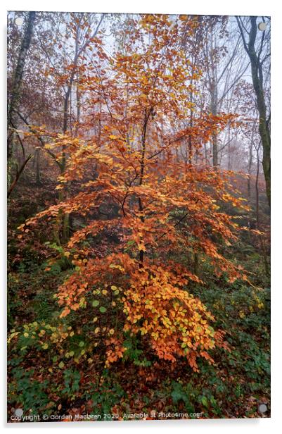 Autumn Tree Acrylic by Gordon Maclaren
