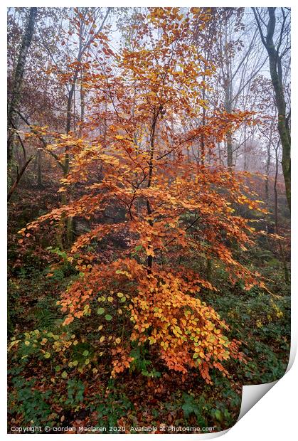Autumn Tree Print by Gordon Maclaren