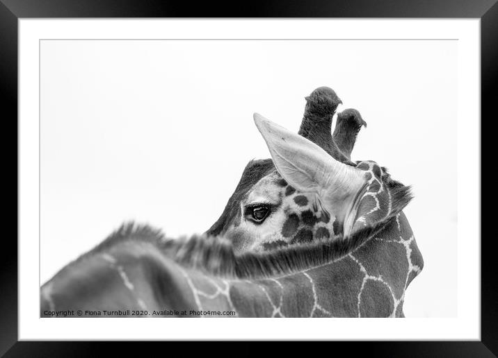 Deep in thought! Framed Mounted Print by Fiona Turnbull
