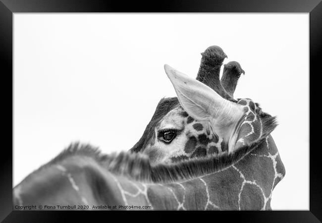 Deep in thought! Framed Print by Fiona Turnbull