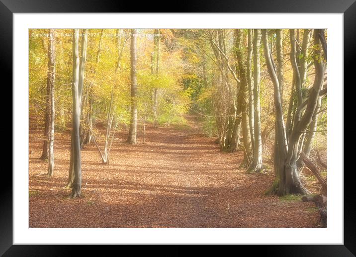 Autumn Glade. Framed Mounted Print by Peter Jones
